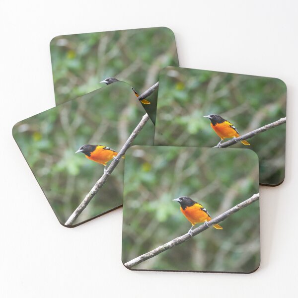 Item preview, Baltimore Oriole Panama Bird Photography designed and sold by Alvaro-Miranda.