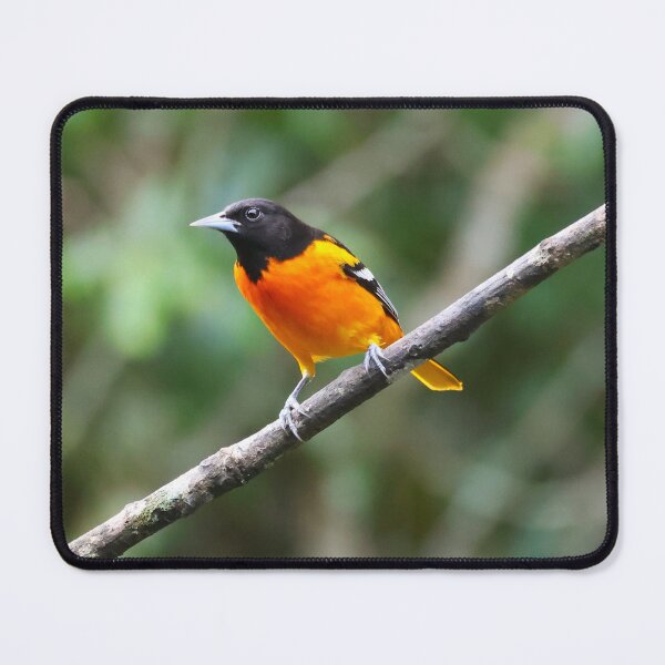 Item preview, Baltimore Oriole Panama Bird Photography designed and sold by Alvaro-Miranda.