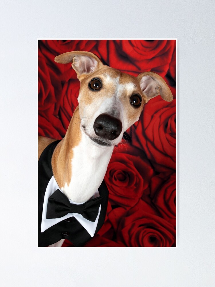 Handsome Whippet in Tuxedo