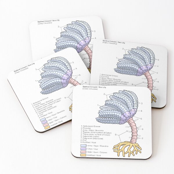 Item preview, Fossil Crinoid Anatomy Diagram designed and sold by taylorcustom.