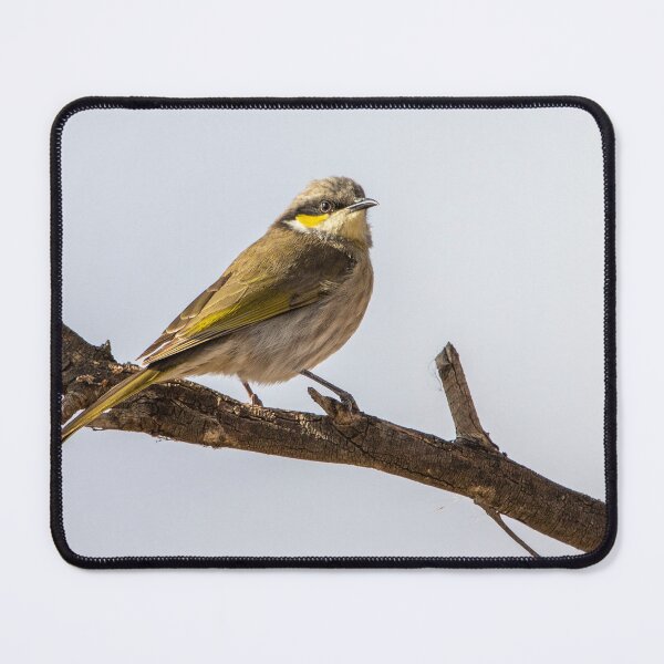 Item preview, Singing honeyeater designed and sold by johkar-photos.