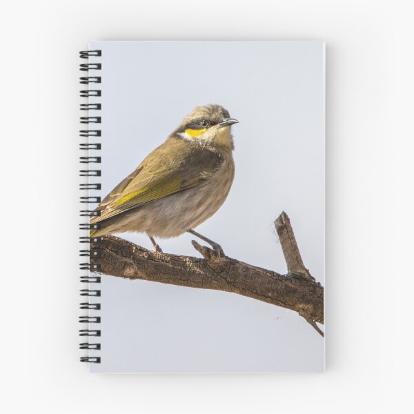 Item preview, Singing honeyeater designed and sold by johkar-photos.