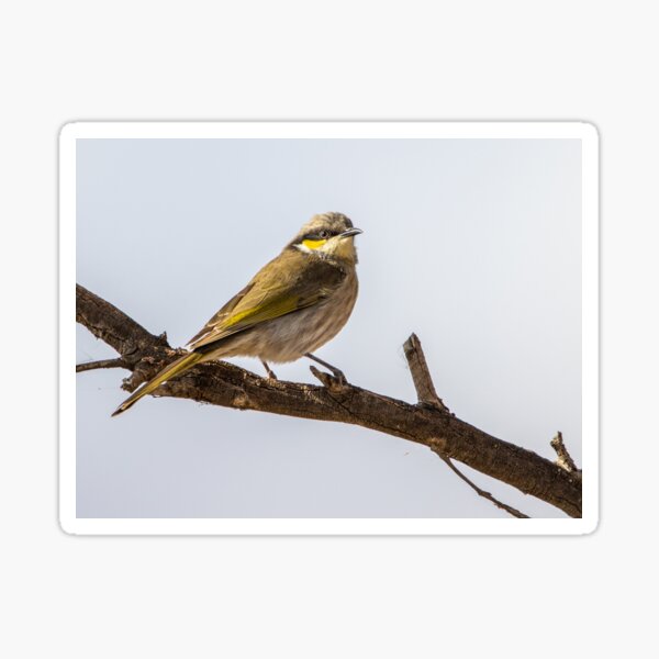 Item preview, Singing honeyeater designed and sold by johkar-photos.