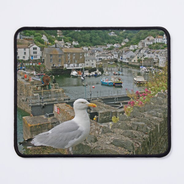 Item preview, Seagull, Polperro, Cornwall, July 2024 designed and sold by RedHillDigital.