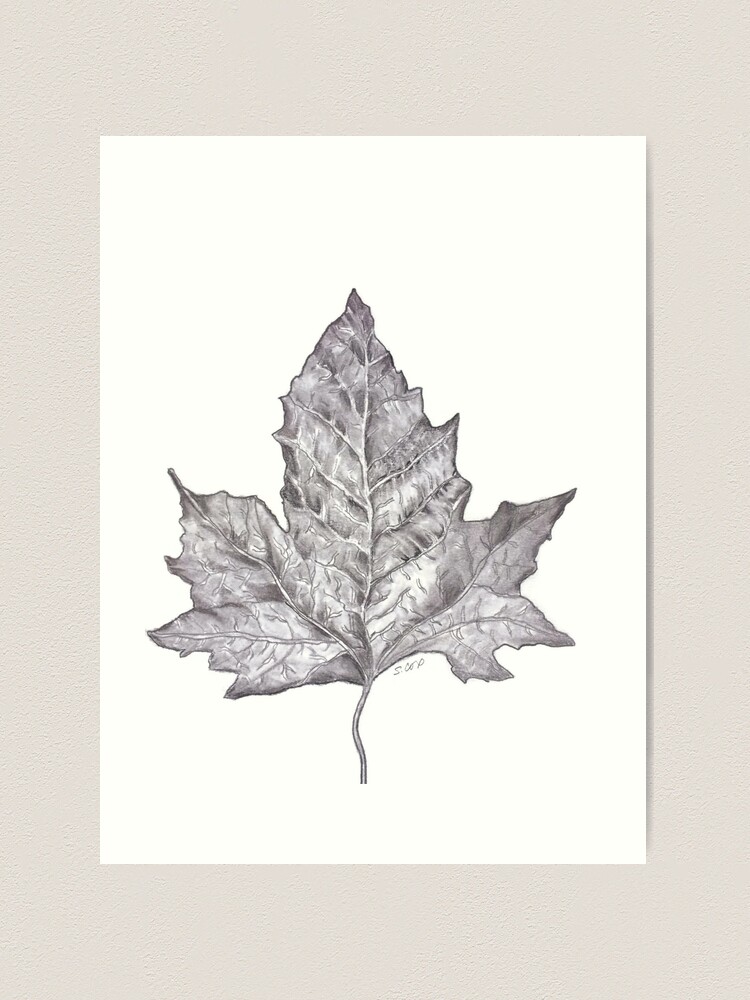 Richa Art Club: How to Draw or Sketch Maple Tree Leaf #4