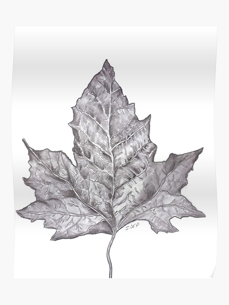 Pencil Drawing Leaf Graphite Nature Sketch Nature Lover Print