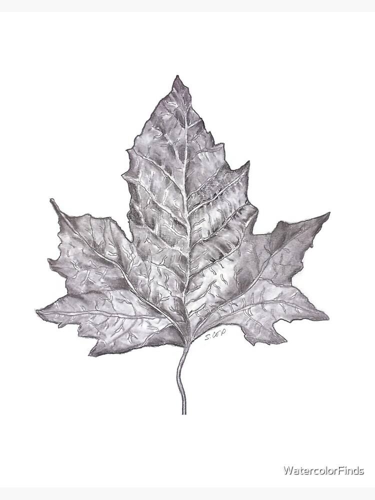 My first try at drawing from nature. #leaf #sketch #pencil…