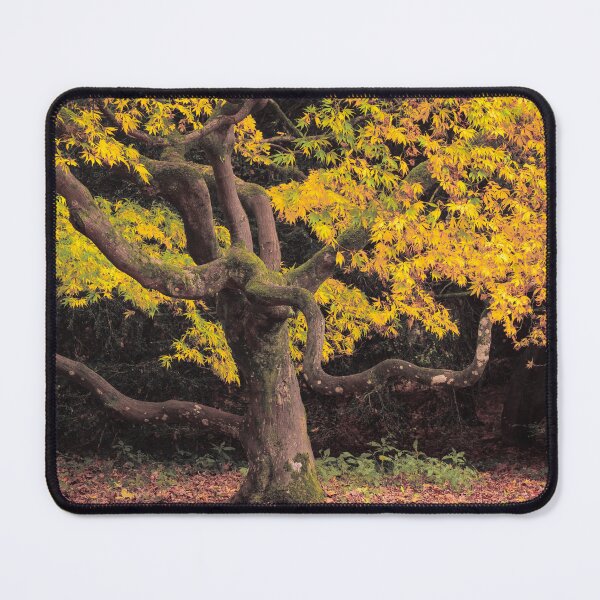 Item preview, Japanese Maple at Autumn designed and sold by David Bowman.