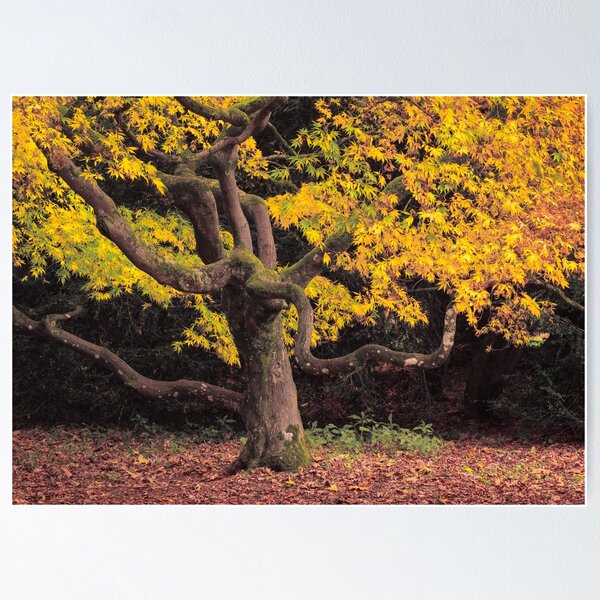 Item preview, Japanese Maple at Autumn designed and sold by David Bowman.