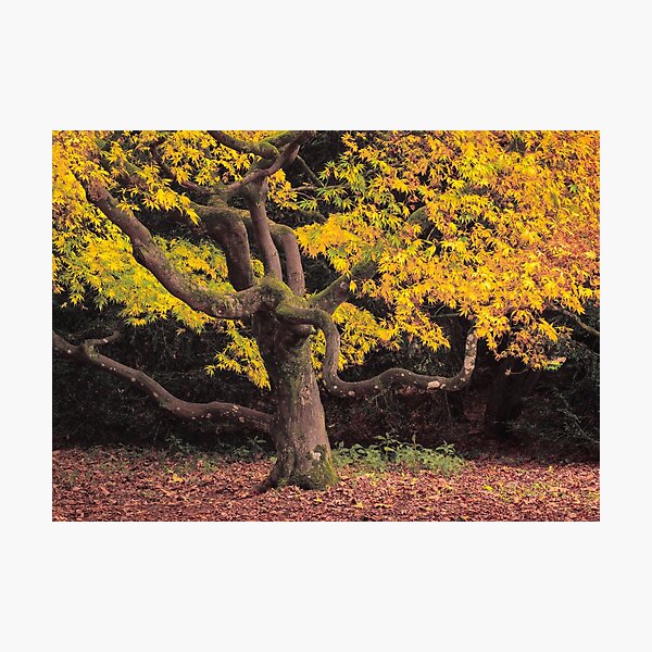 Item preview, Japanese Maple at Autumn designed and sold by David Bowman.