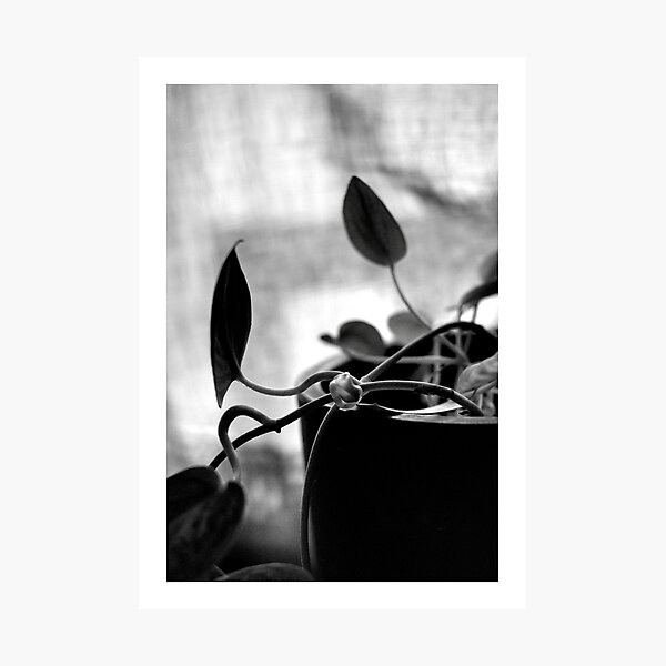 Item preview, Silver Pothos No.2 designed and sold by Adz050389.