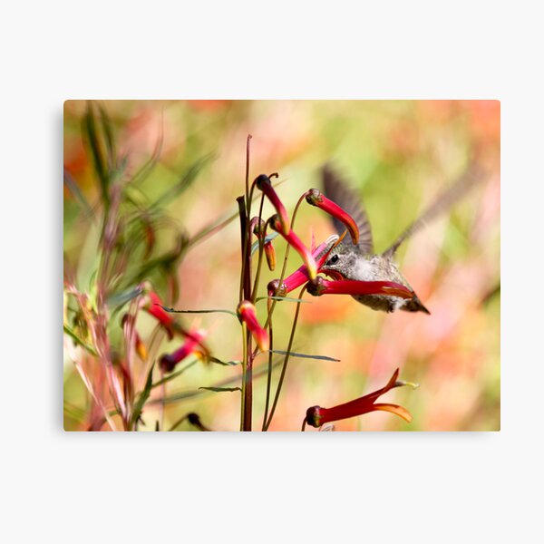 Hummingbird Among Wildflowers Canvas Print