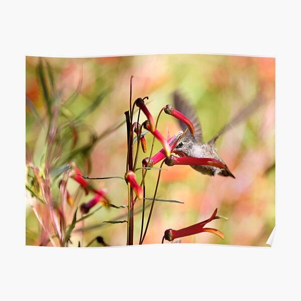 Hummingbird Among Wildflowers Poster