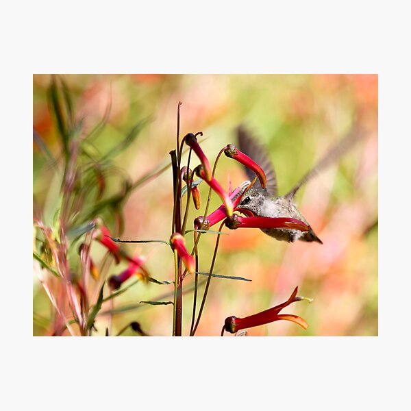 Hummingbird Among Wildflowers Photographic Print