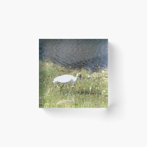 Item preview, Bird designed and sold by Larrysphotos.
