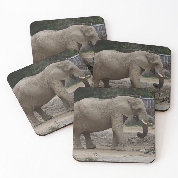 Item preview, Adult African Elephant with curved trunk standing in safety enclosure while eating sticks designed and sold by Jacobs-Media.