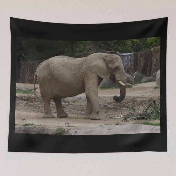 Item preview, Adult African Elephant with curved trunk standing in safety enclosure while eating sticks designed and sold by Jacobs-Media.