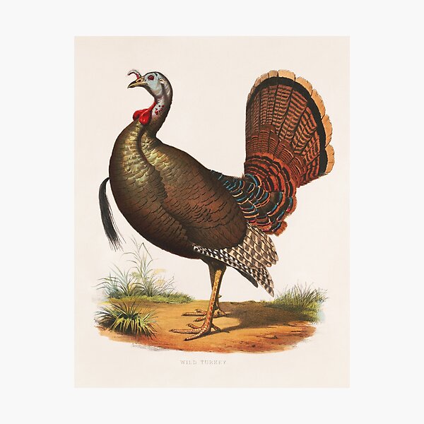 Item preview, Wild Turkey designed and sold by Zoozwear Apparel.