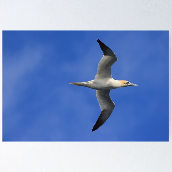 Item preview, Gannet designed and sold by Jon Lees.