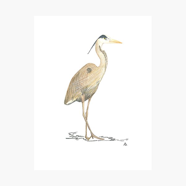 Item preview, Gran garza azul designed and sold by Ann Brantingham -- Nature Art.