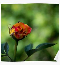Natural multicolor rose Poster