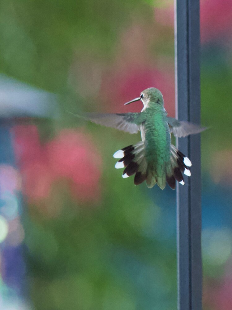 Thumbnail 4 of 4, iPhone Case, Hummingbird hovering  designed and sold by Lsteuart.