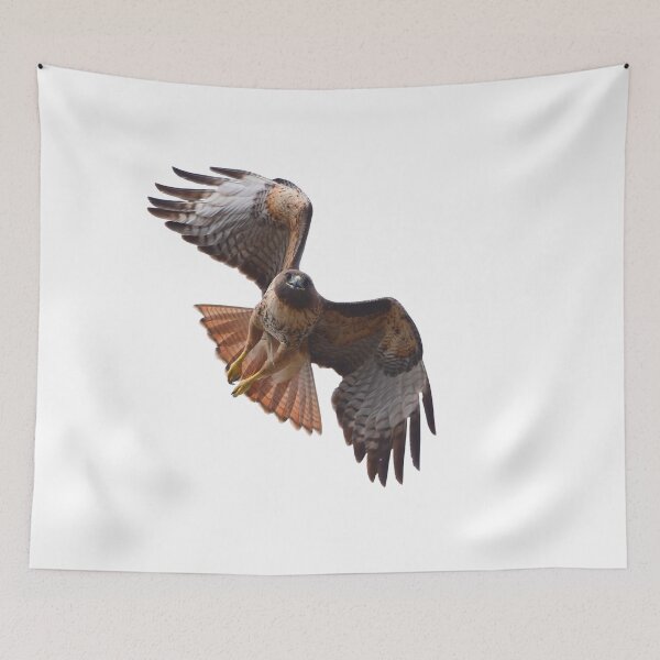 Item preview, Red-tailed Hawk designed and sold by RickClarkPhotos.