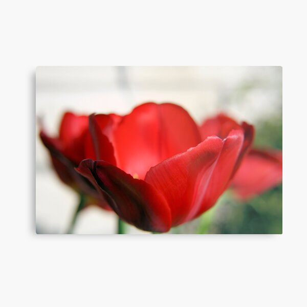 Poetry in Motion Metal Print