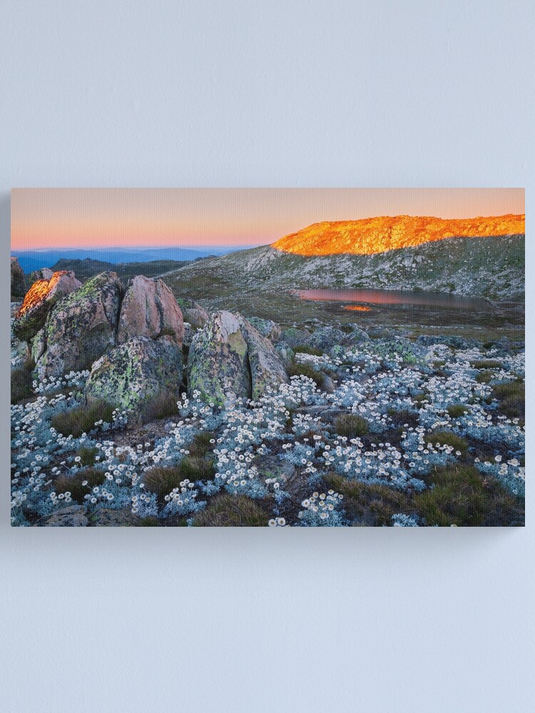 Thumbnail 2 of 3, Canvas Print, Mt Kosciuszko Silver Snow Daises designed and sold by Michael Boniwell.