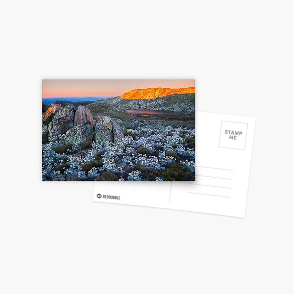 Item preview, Mt Kosciuszko Silver Snow Daises designed and sold by Michael Boniwell.