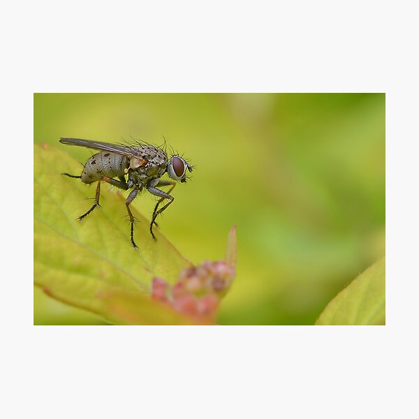 Item preview, Macro Fly designed and sold by relayer51.
