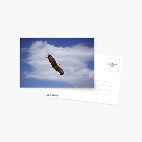 Soaring Above the Clouds Postcard