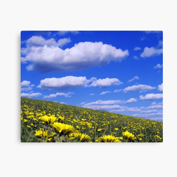 A Dandy Field Canvas Print
