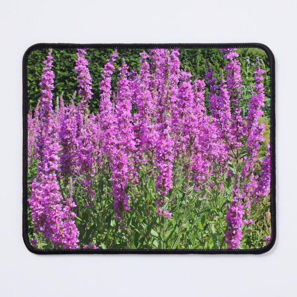 Item preview, Purple flowers in a garden designed and sold by Marije Kouyzer.