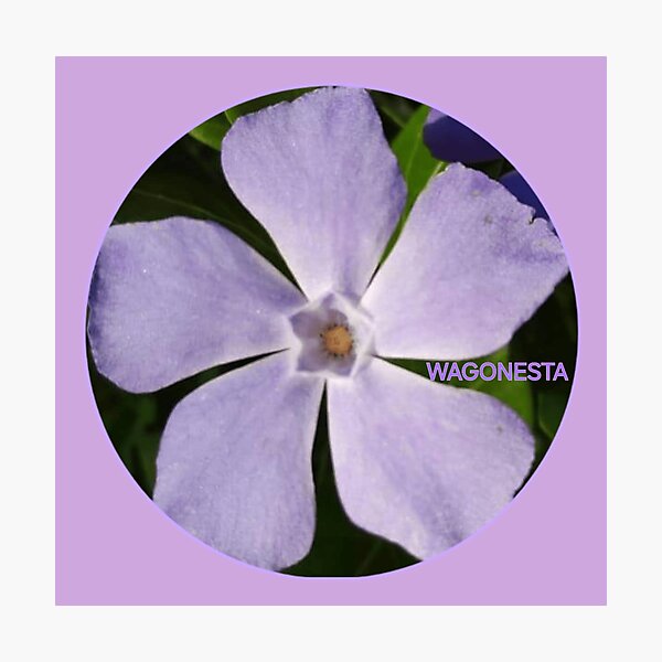 Item preview, Floral Vinca by Wagonesta  designed and sold by Wagonesta.