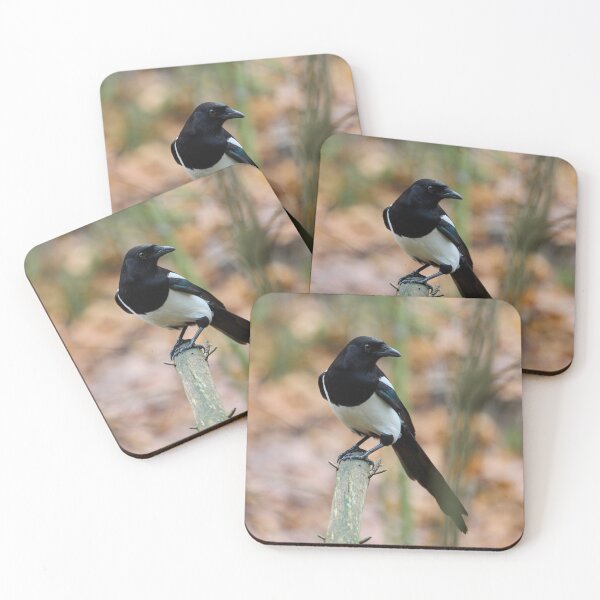 Item preview, The Beautiful One. Eurasian magpie designed and sold by Jouko Lehto Photography.