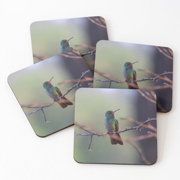 Item preview, Rufous Tailed HummingbirdPanama Birding  designed and sold by Alvaro-Miranda.