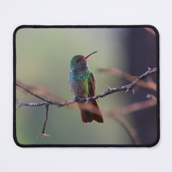 Item preview, Rufous Tailed HummingbirdPanama Birding designed and sold by Alvaro-Miranda.