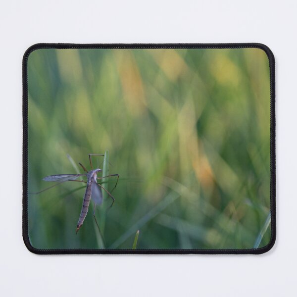 Item preview, Marsh crane fly designed and sold by Calidris Fotografie Steffi & Ben Köppler.