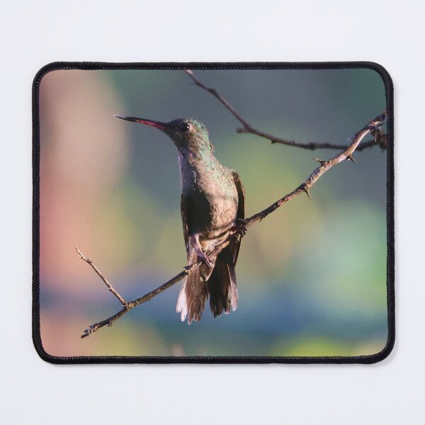 Item preview, Rufous Tailed Hummingbird Panama Birding designed and sold by Alvaro-Miranda.