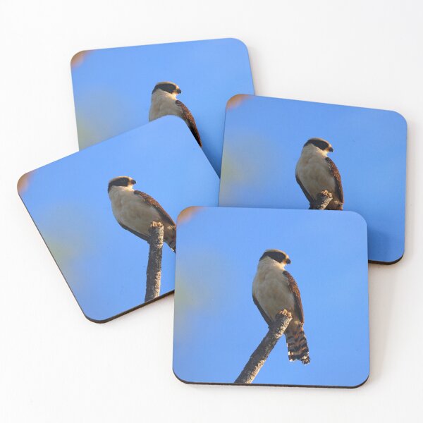 Item preview, Laughing Falcon Alvaro Miranda Bird Photography designed and sold by Alvaro-Miranda.