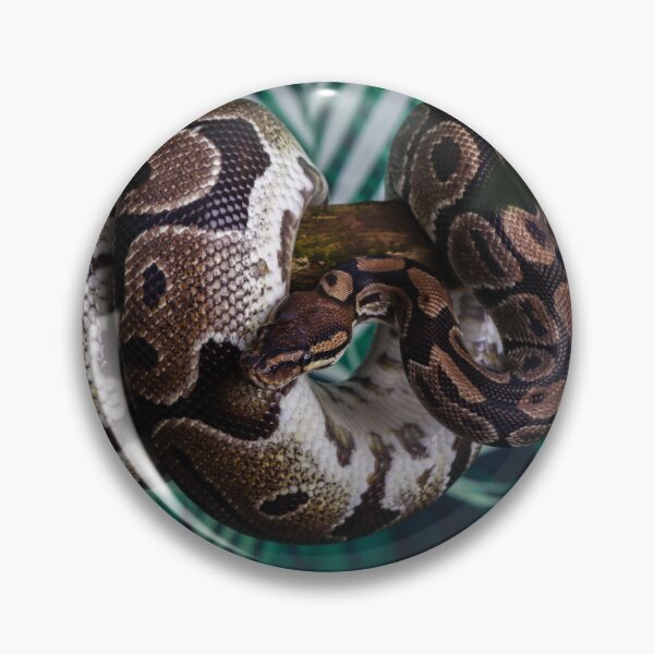 Item preview, Coiled Royal Python designed and sold by Martin Fenton.