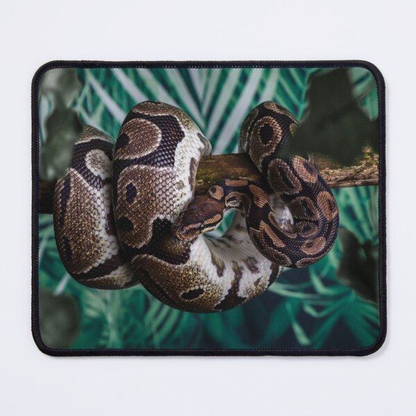 Item preview, Coiled Royal Python designed and sold by Martin Fenton.