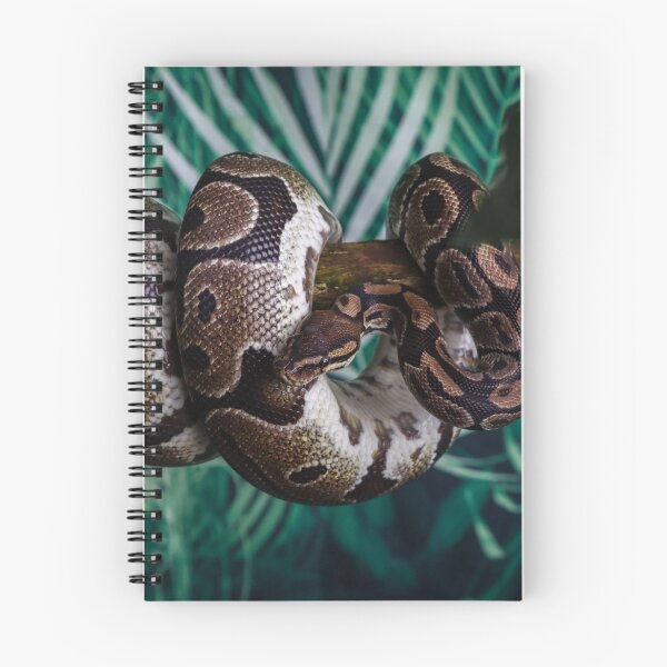 Item preview, Coiled Royal Python designed and sold by Martin Fenton.