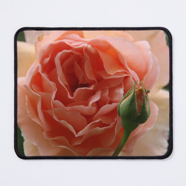 Item preview, Rose with a baby designed and sold by agnessa38.