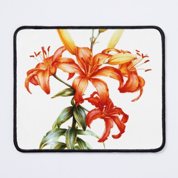 Item preview, Orange Asiatic Lily botanical art designed and sold by Sarah Trett.