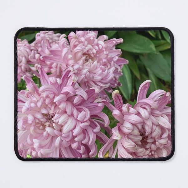 Item preview, Crysanthemums designed and sold by agnessa38.