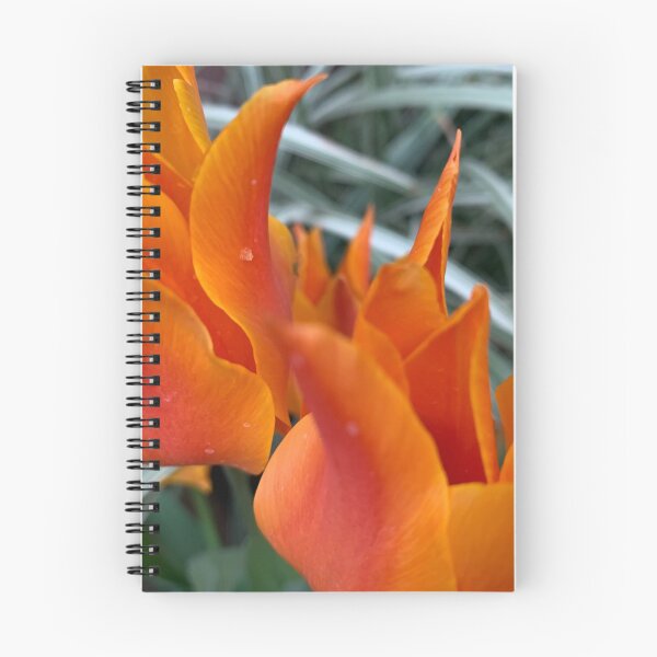 Item preview, Primer plano de tulipanes naranjas designed and sold by agnessa38.