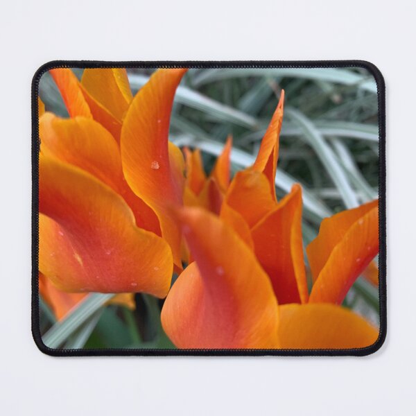 Item preview, Orange tulips close-up designed and sold by agnessa38.
