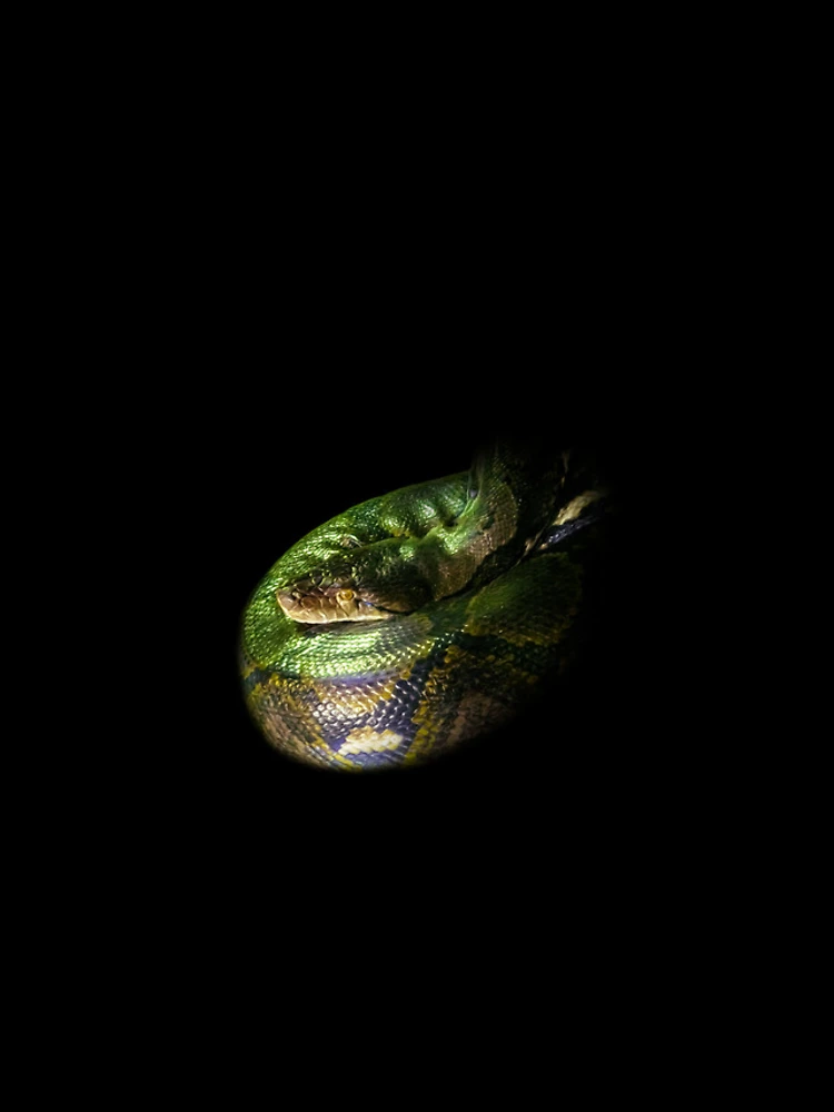Thumbnail 4 of 4, iPhone Case, Python designed and sold by Guardi71.